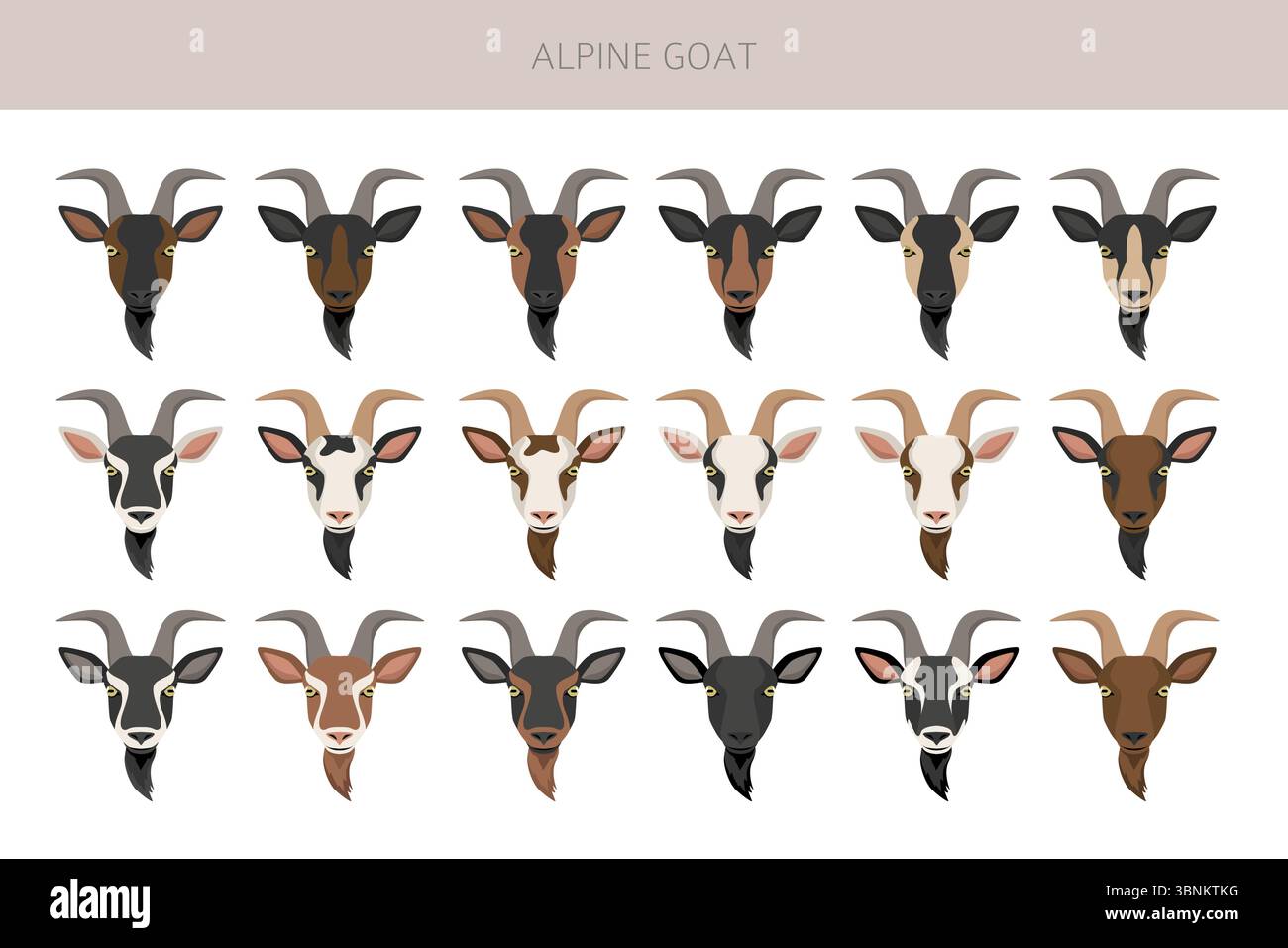 Chèvre alpine. Conception infographique des races de chèvres. Motif plat d'élevage. Illustration vectorielle Illustration de Vecteur