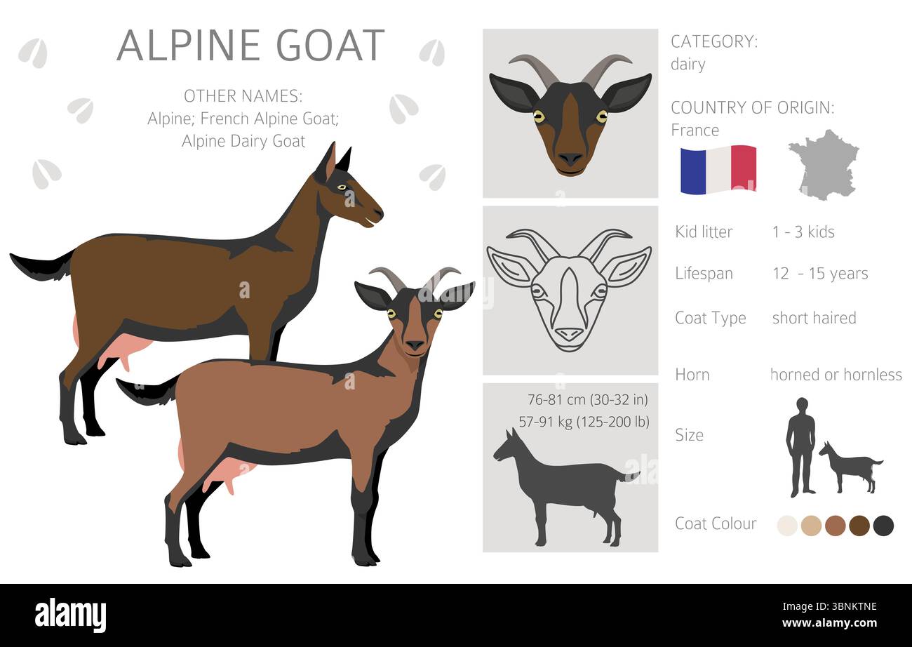 Chèvre alpine. Conception infographique des races de chèvres. Motif plat d'élevage. Illustration vectorielle Illustration de Vecteur