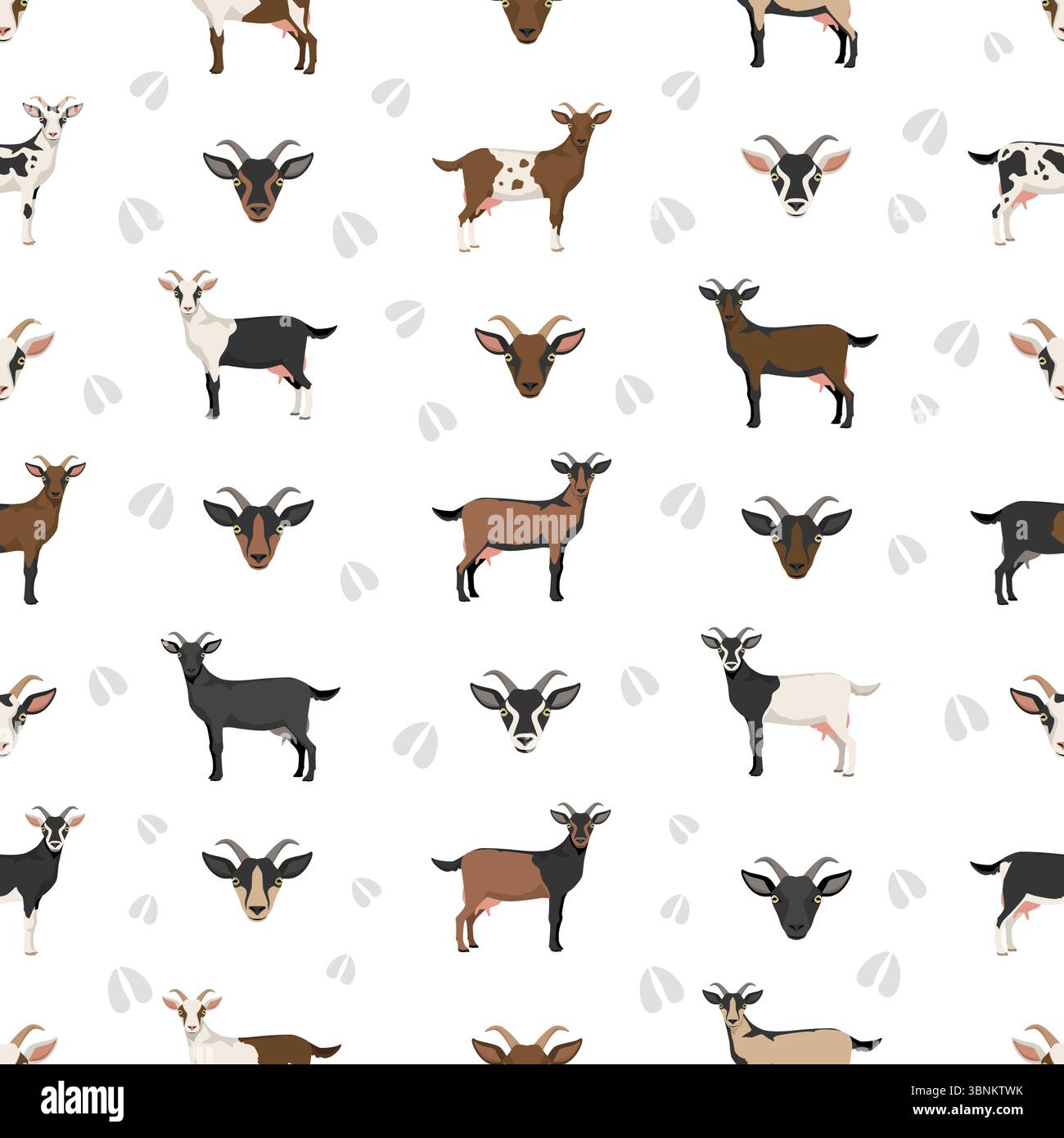Chèvre alpine. Conception infographique des races de chèvres. Motif plat d'élevage. Illustration vectorielle Illustration de Vecteur
