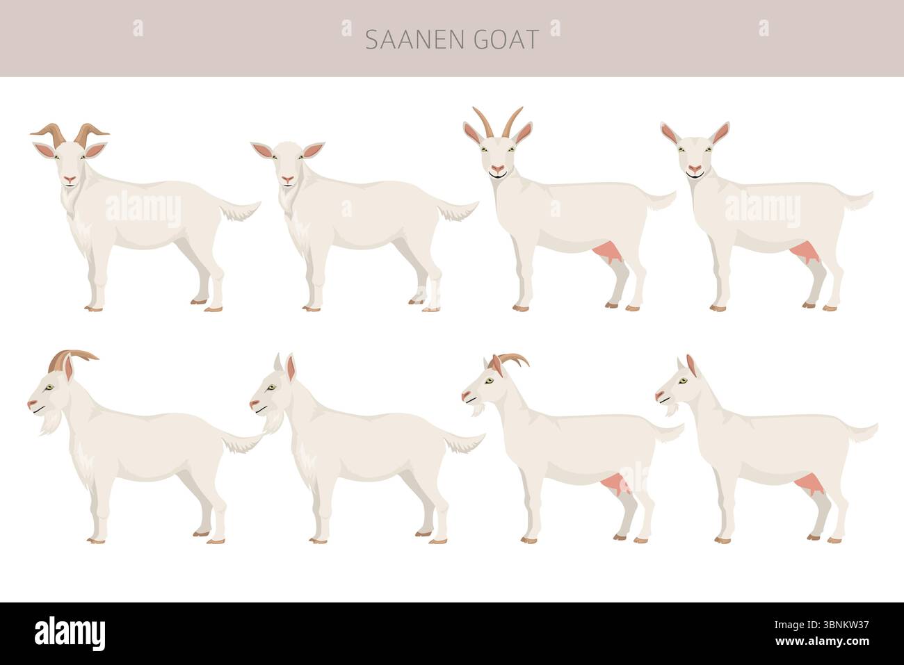 Chèvre Saanen. Conception infographique des races de chèvres. Motif plat d'élevage. Illustration vectorielle Illustration de Vecteur