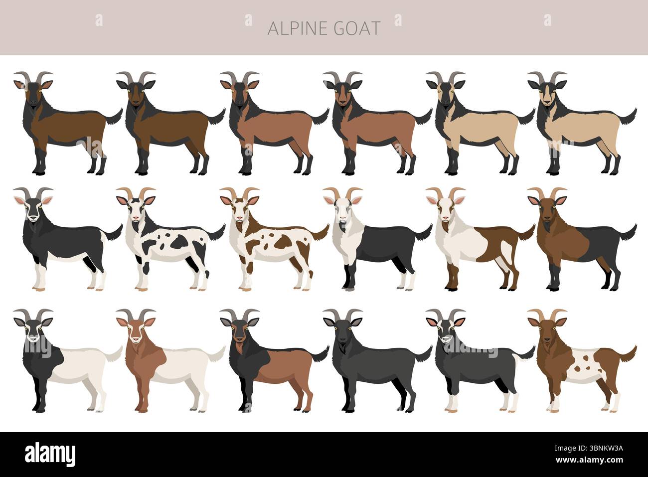 Chèvre alpine. Conception infographique des races de chèvres. Motif plat d'élevage. Illustration vectorielle Illustration de Vecteur