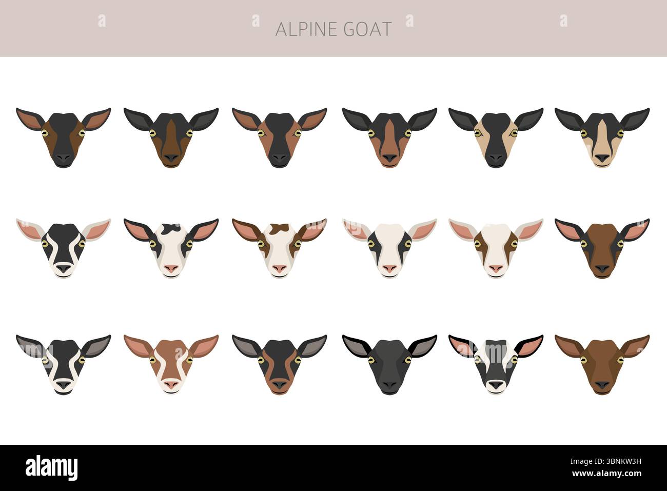 Chèvre alpine. Conception infographique des races de chèvres. Motif plat d'élevage. Illustration vectorielle Illustration de Vecteur
