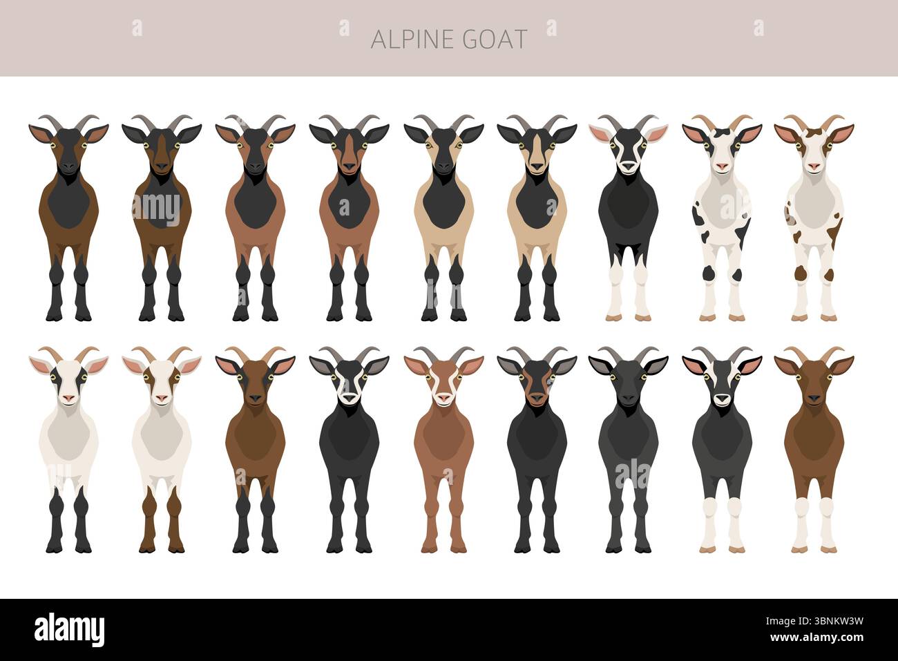 Chèvre alpine. Conception infographique des races de chèvres. Motif plat d'élevage. Illustration vectorielle Illustration de Vecteur