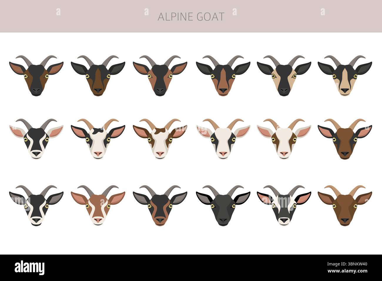 Chèvre alpine. Conception infographique des races de chèvres. Motif plat d'élevage. Illustration vectorielle Illustration de Vecteur