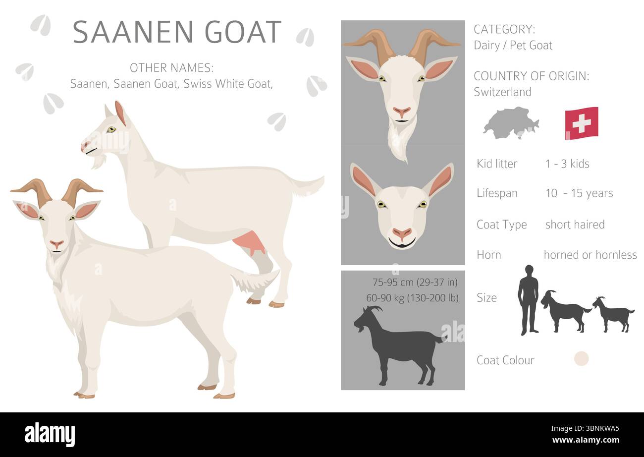 Chèvre Saanen. Conception infographique des races de chèvres. Motif plat d'élevage. Illustration vectorielle Illustration de Vecteur