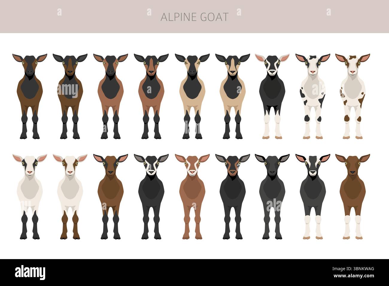 Chèvre alpine. Conception infographique des races de chèvres. Motif plat d'élevage. Illustration vectorielle Illustration de Vecteur