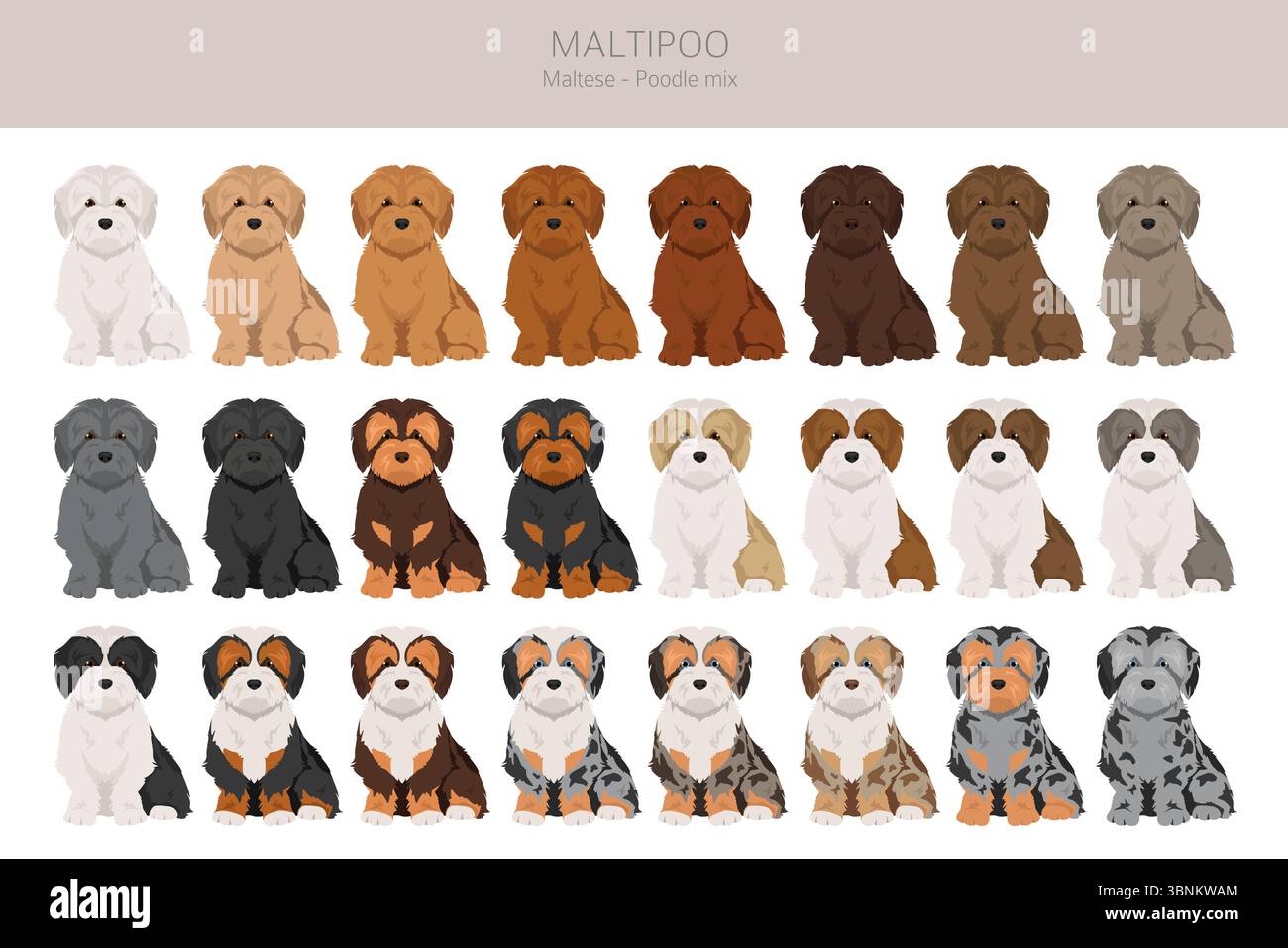 Maltipoo clipart. Mélange de caniche maltais. Ensemble de couleurs de manteau différentes. Illustration vectorielle Illustration de Vecteur