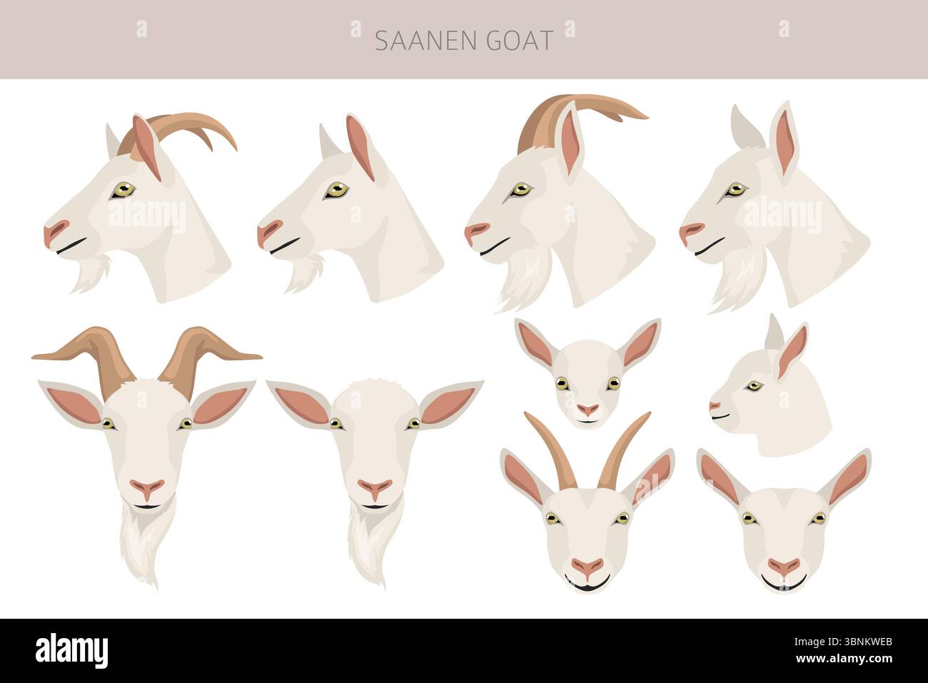 Chèvre Saanen. Conception infographique des races de chèvres. Motif plat d'élevage. Illustration vectorielle Illustration de Vecteur