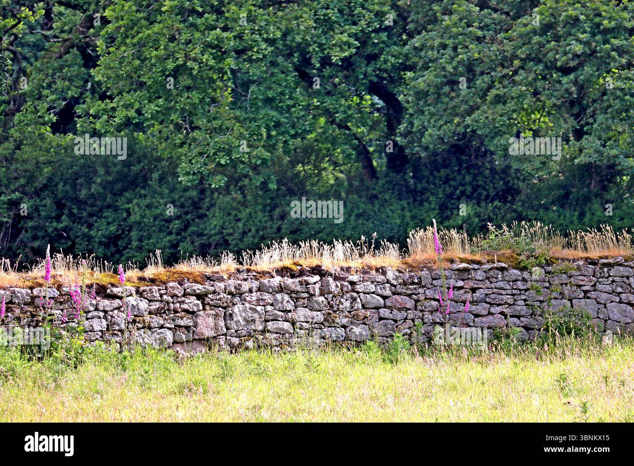 Devon Dry Stone murs utilisent la terre comme mortier et peuvent être fabriqués à partir de granit ou d'autres types de pierre. Il y a des compétences requises pour adapter les pierres ensemble. Banque D'Images