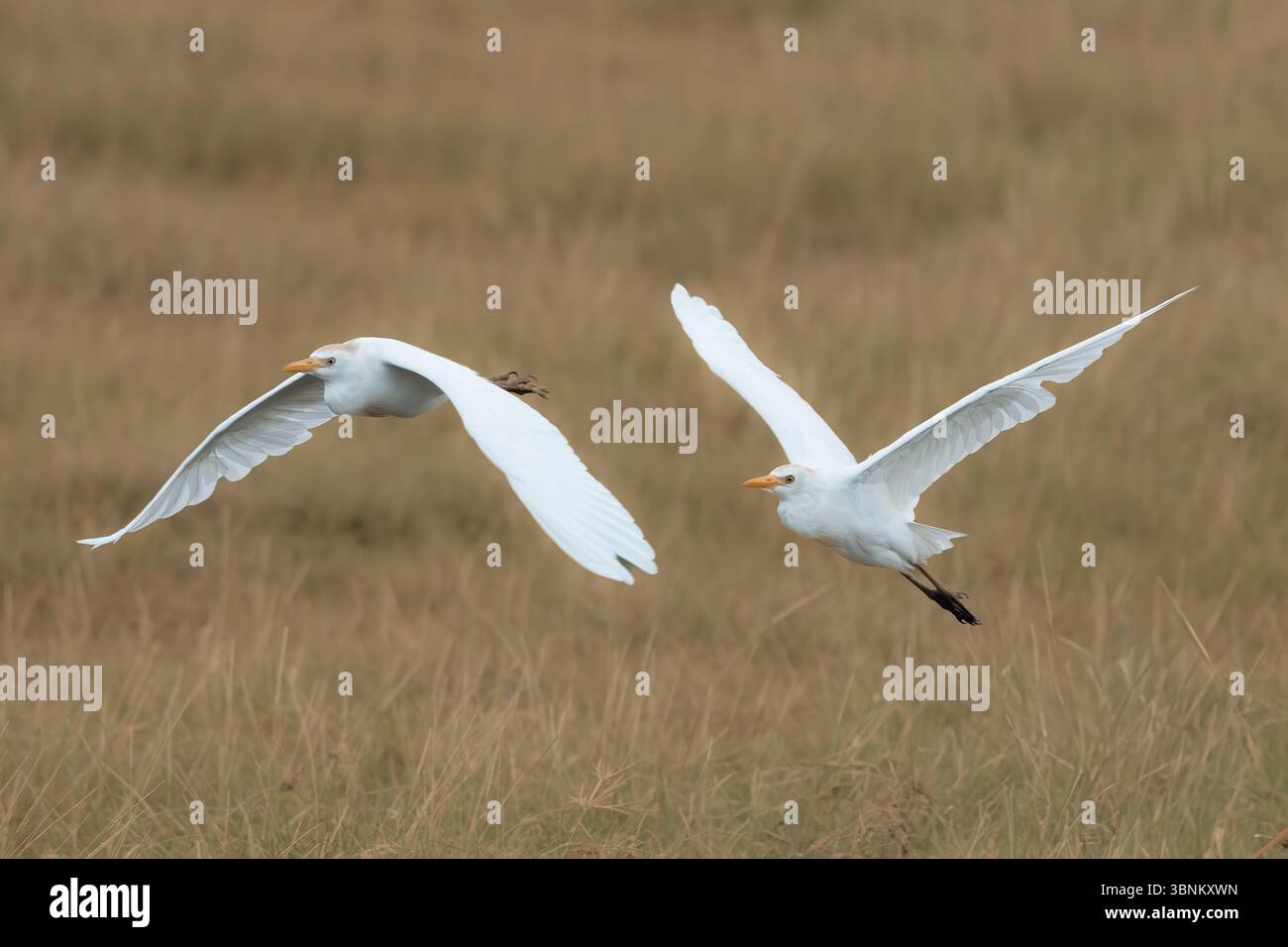Deux aigrettes volant au-dessus de la Savane Banque D'Images Deux aigrettes volant au-dessus de la Savane Banque D'Images