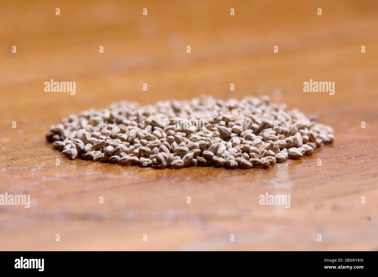 Macro-image détaillée montrant des pastilles fécales de termites, également connues sous le nom de frass, dispersées sur une surface. Ces minuscules excréments de forme ovale sont un indice clé Banque D'Images