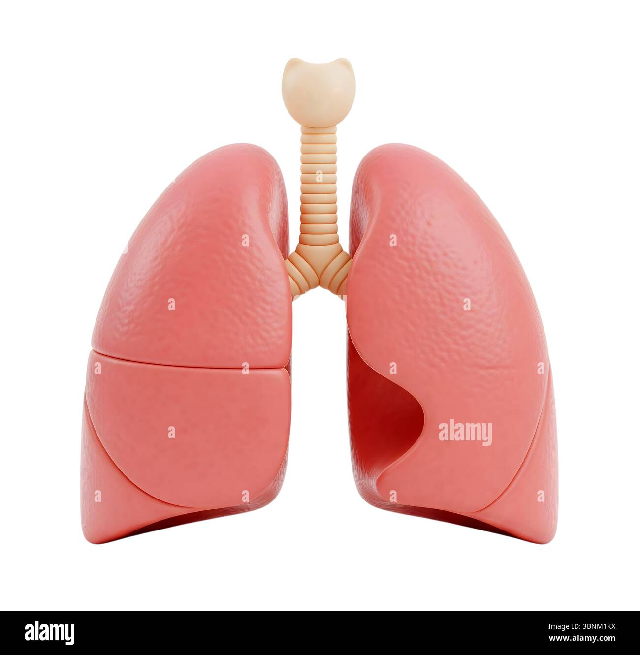 Poumons rendu 3D minimaliste dans un rendu doux et lisse Banque D'Images