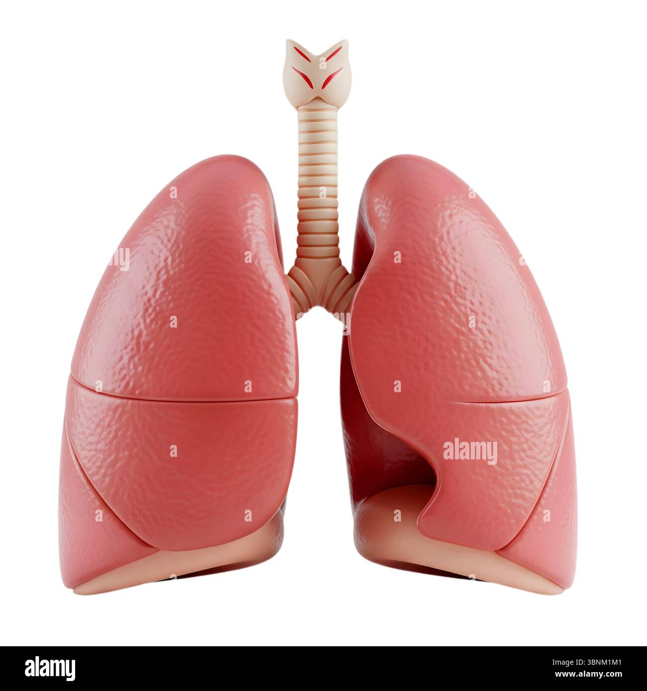 Poumons rendu 3D minimaliste dans un rendu doux et lisse Banque D'Images