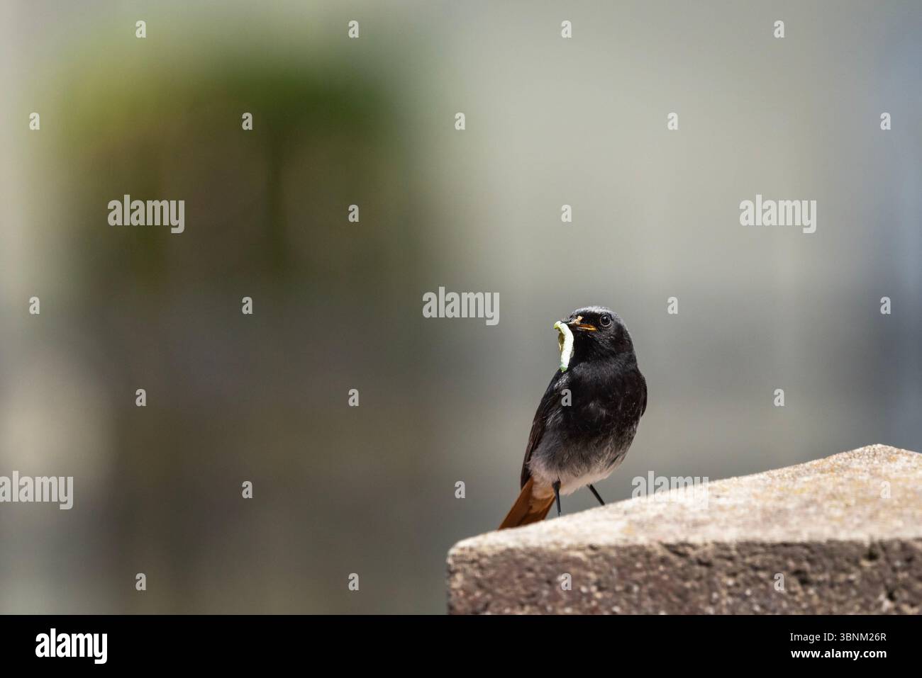 Un oiseau rouge mâle noir avec un ver dans son bec est assis sur un mur de pierre, dans l'est de la Pologne Banque D'Images Un oiseau rouge mâle noir avec un ver dans son bec est assis sur un mur de pierre, dans l'est de la Pologne Banque D'Images
