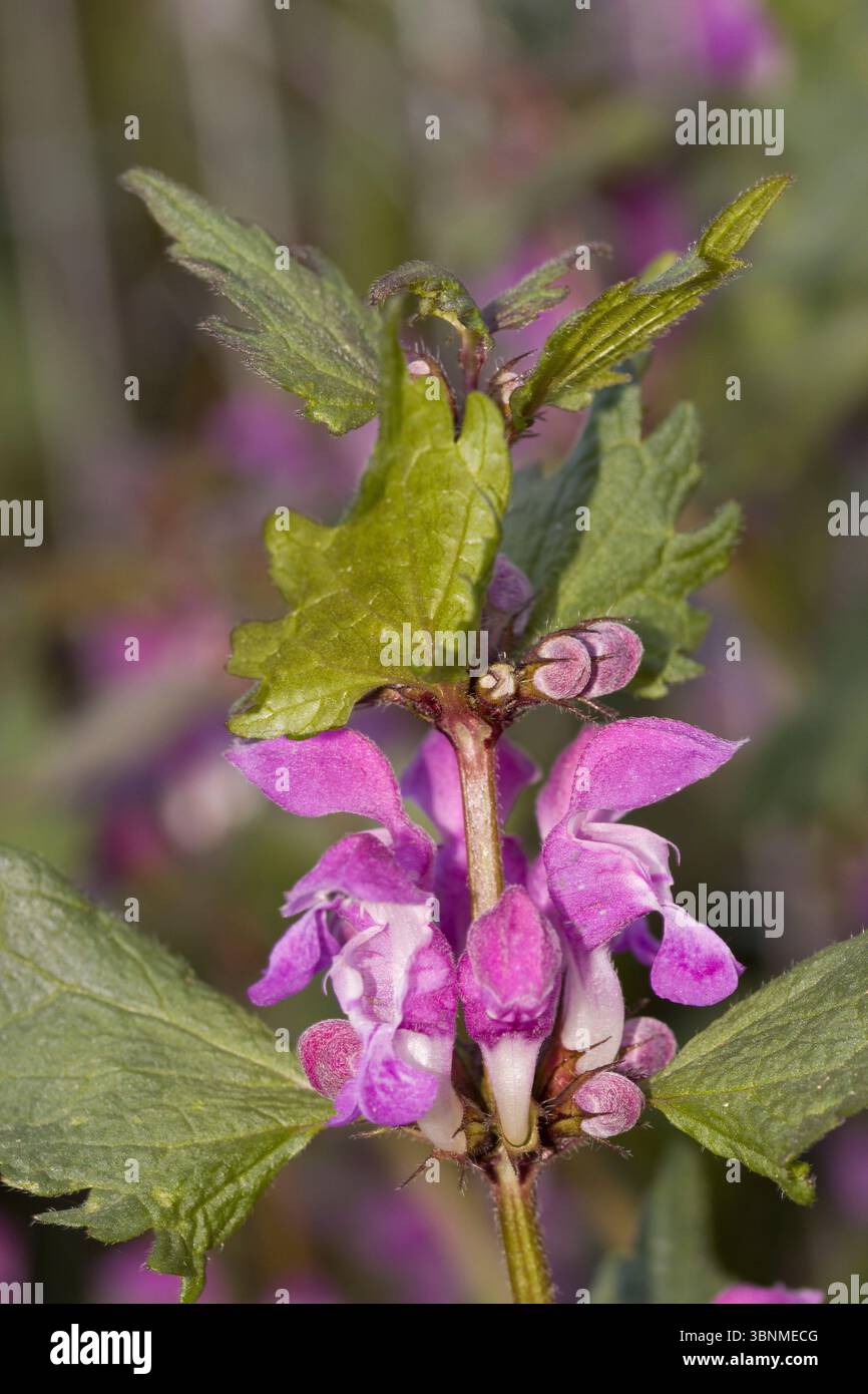 Ortie dorée tachetée (Lamium maculatum) - inflorescence Banque D'Images