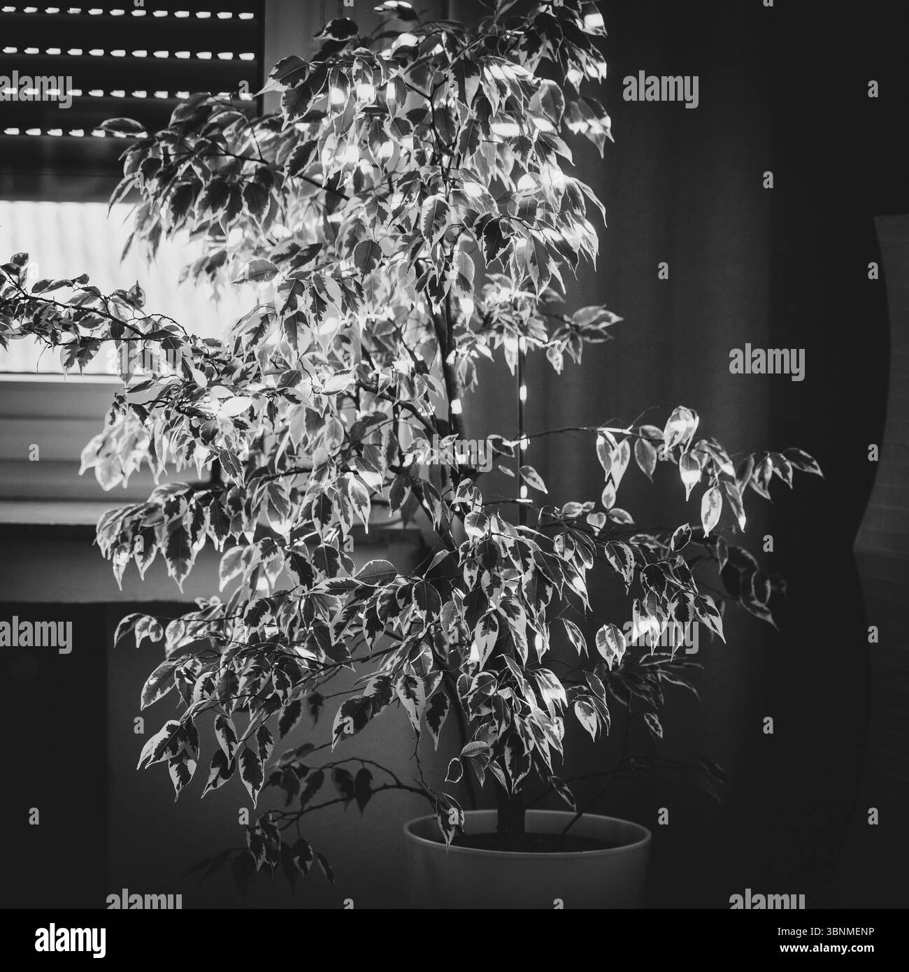 Die Pflanze vor dem Fenster Banque D'Images