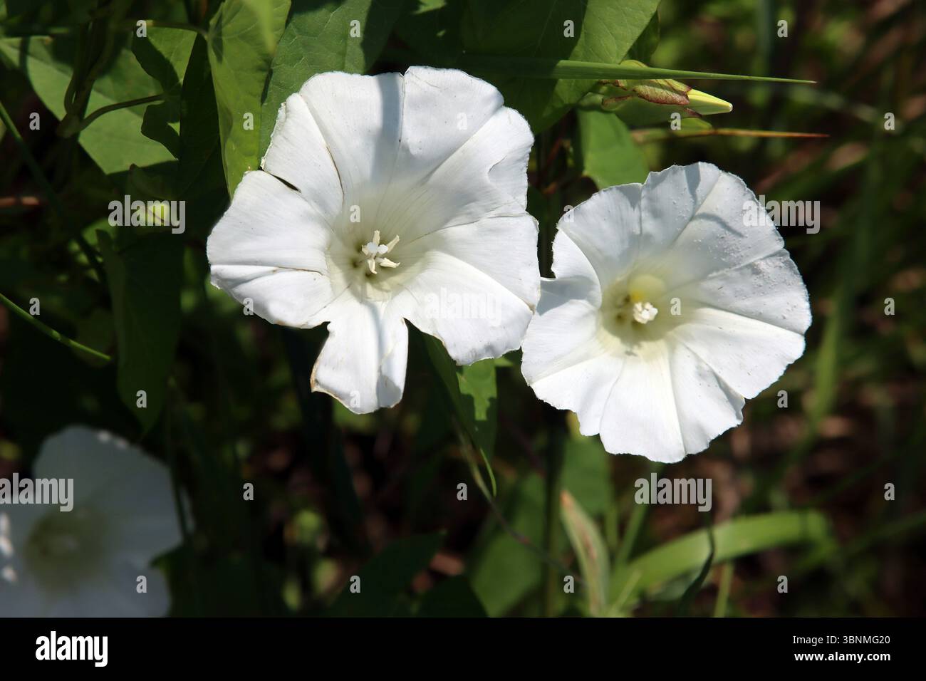 Bindweed de champ en fleur Banque D'Images