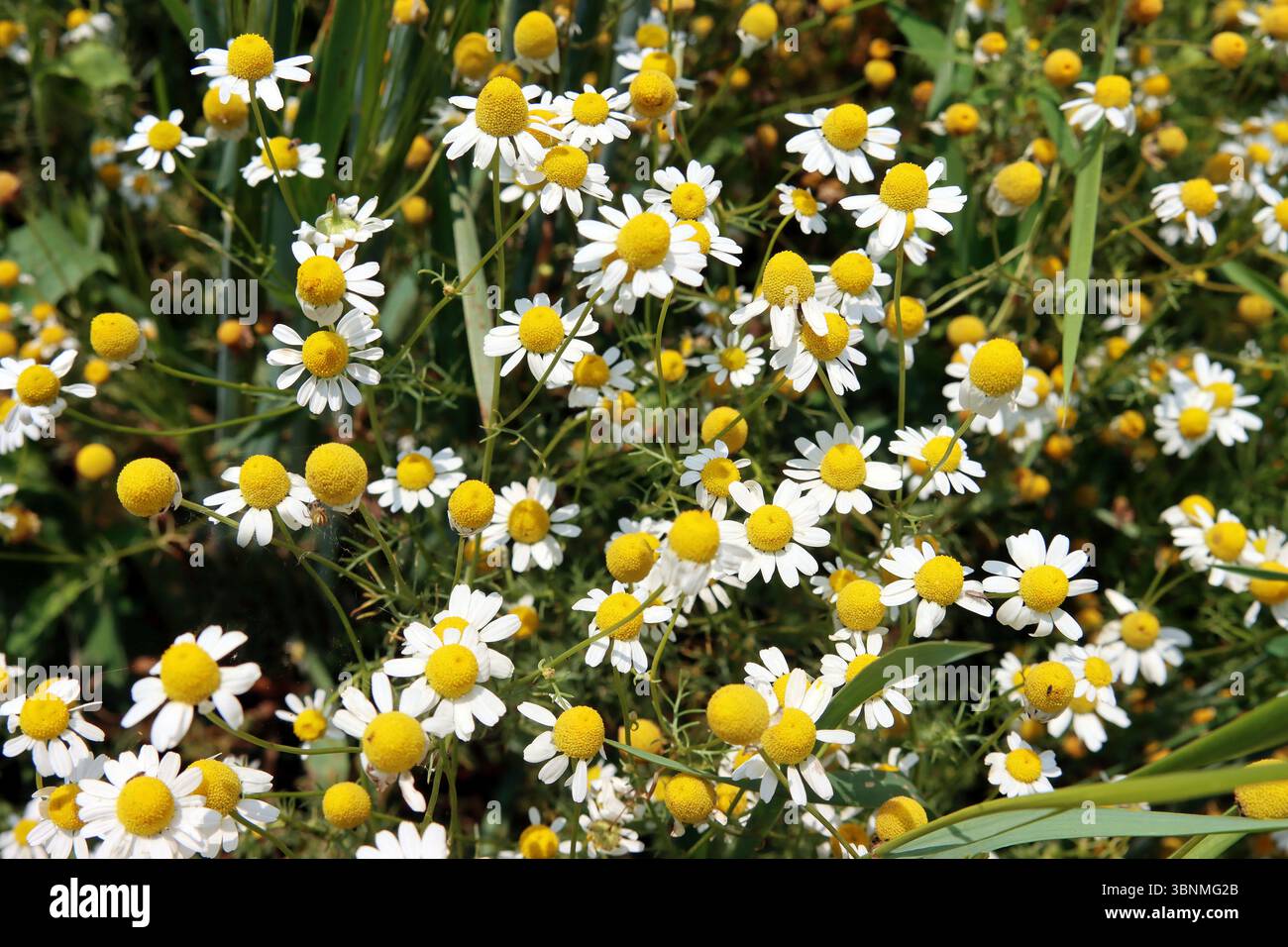 Vraies fleurs de camomille Banque D'Images