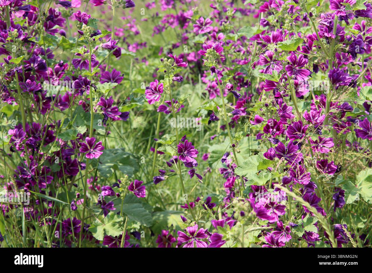 Fleur de mauve Banque D'Images