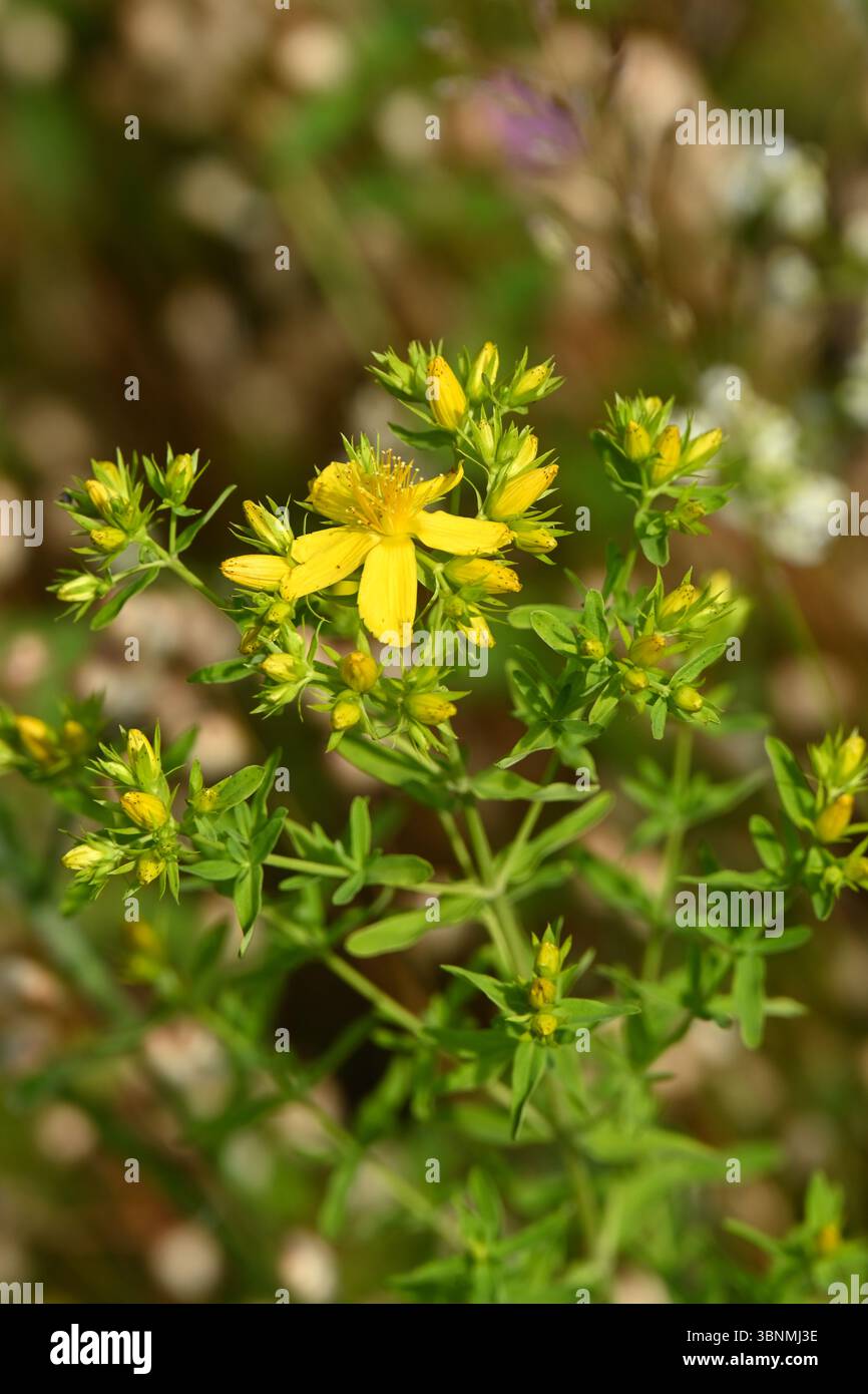 Fleurs jaunes d'été de millepertuis perforées, Hypericum perforatum UK Garden June Banque D'Images