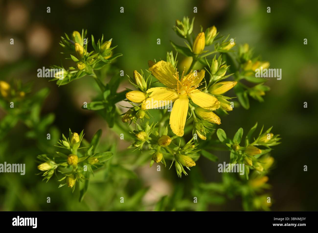 Fleurs jaunes d'été de millepertuis perforées, Hypericum perforatum UK Garden June Banque D'Images