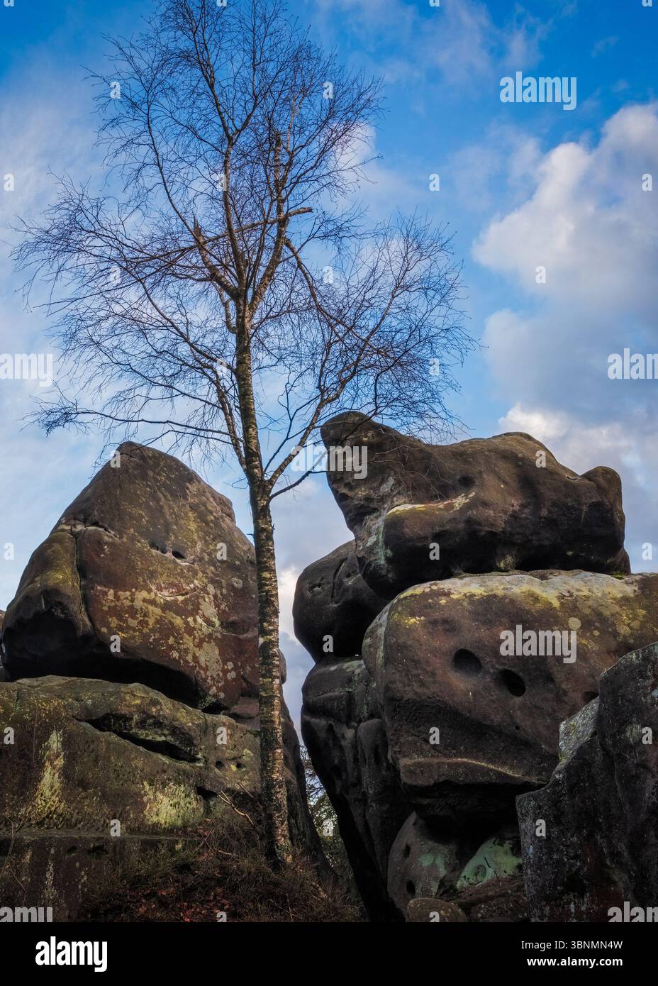 L'arbre solitaire se dresse haut parmi les rochers massifs altérés par les intempéries sous un ciel bleu Banque D'Images
