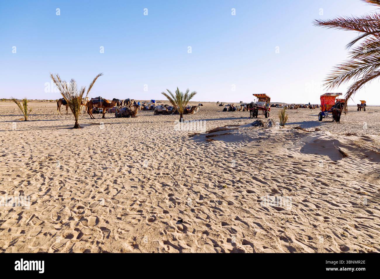 Dromadaires, guides de chameaux et calèches tirées par des chevaux à l'ancienne dune de Hoffra attendent les touristes pour des excursions dans la petite mer désertique de Douz, Tunisie Banque D'Images