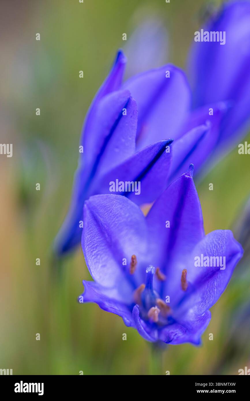 Lis ornemental 'Northern Star' (Agapanthus), gros plan Banque D'Images