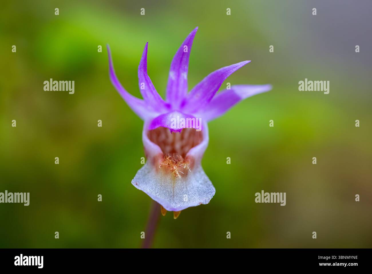 Orchidée Calypso / pantoufle de fée / pantoufle de Vénus (Calypso bulbosa / Cypripedium bulbosum ) en fleur en forêt, Suède, Scandinavie Banque D'Images