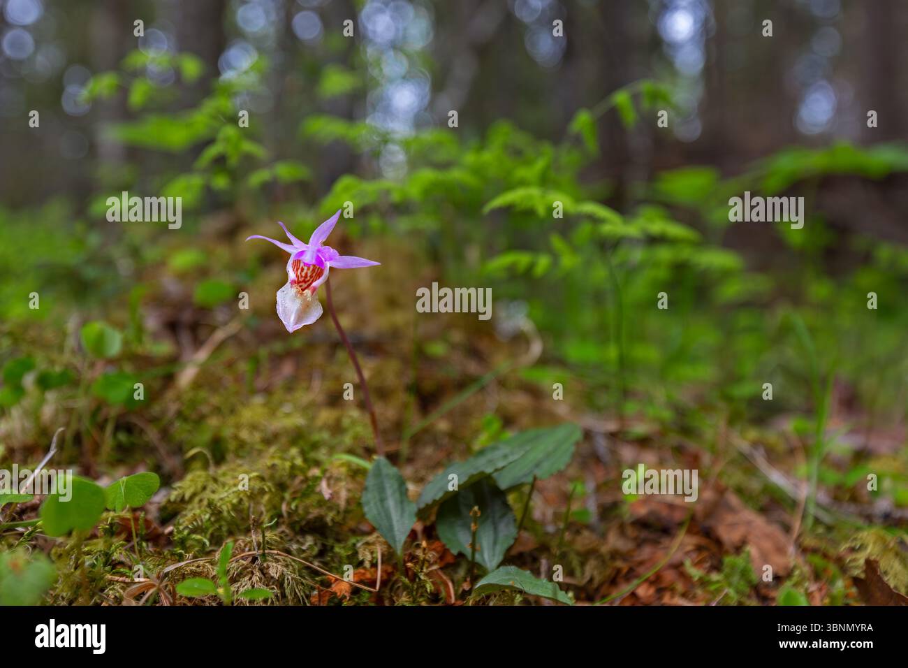Orchidée Calypso / pantoufle de fée / pantoufle de Vénus (Calypso bulbosa / Cypripedium bulbosum ) en fleur en forêt, Suède, Scandinavie Banque D'Images