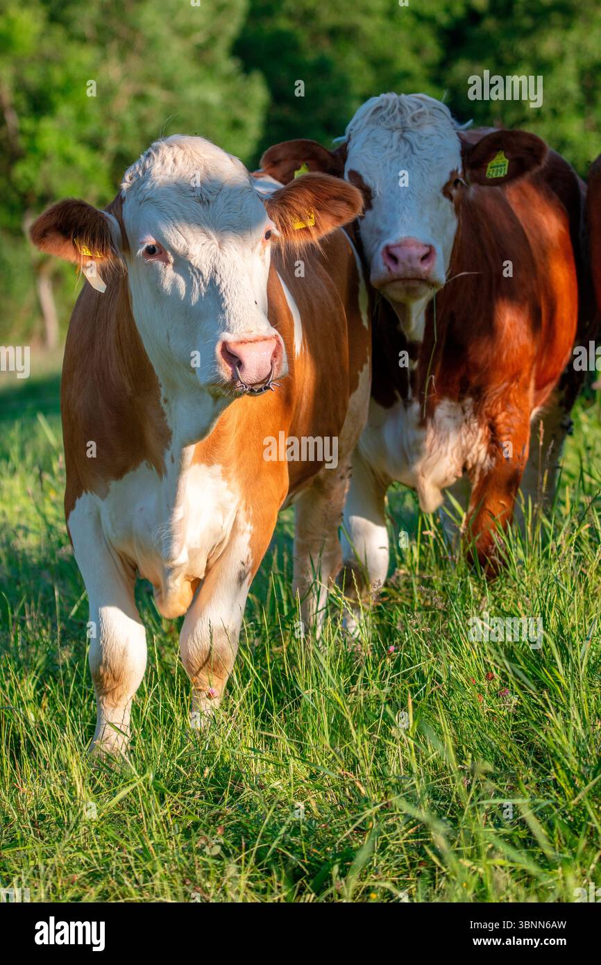 Vache avec anneau nasal Banque D'Images