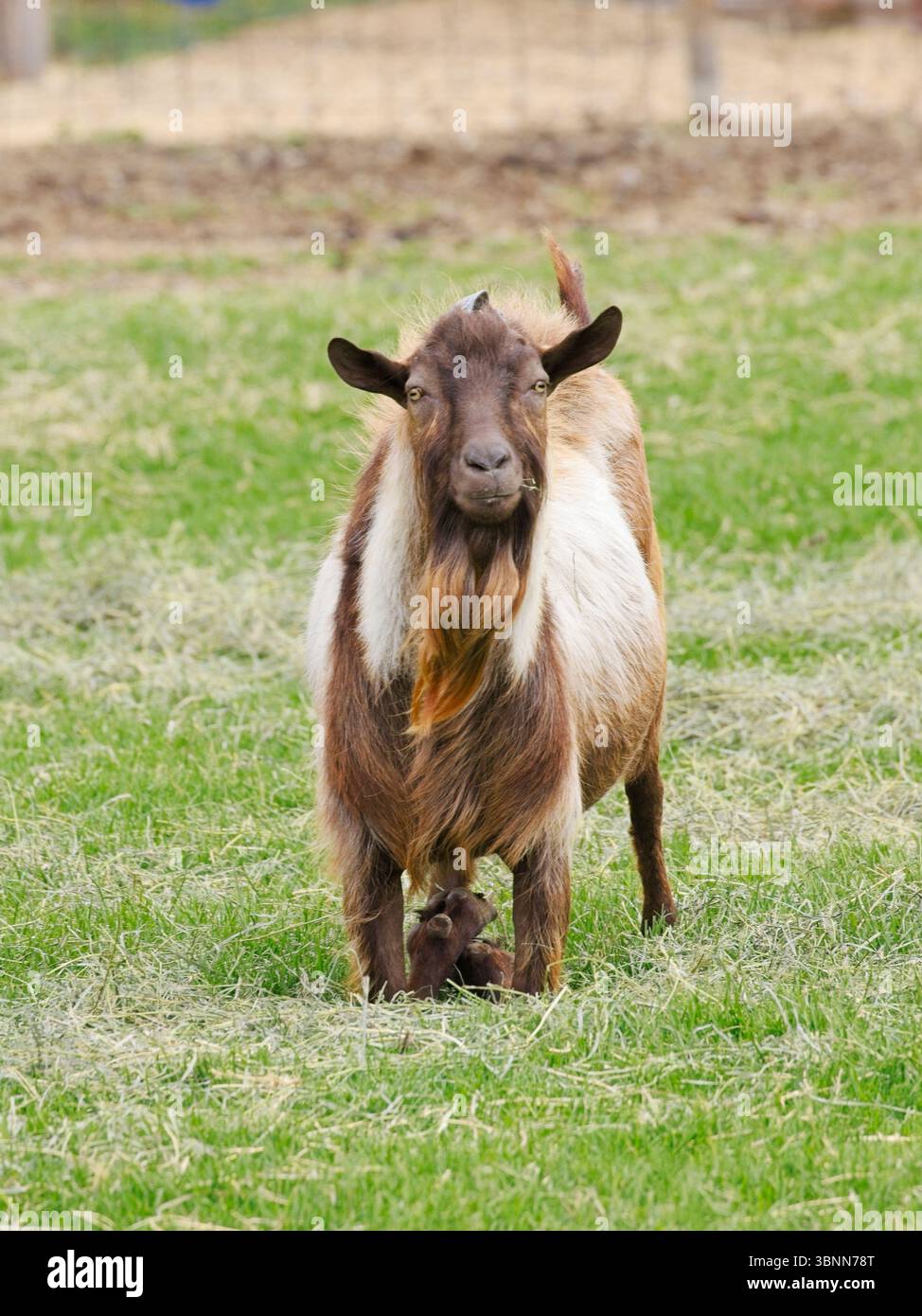Une chèvre brune se dresse dans le pâturage herbeux près de Colville, Washington. Banque D'Images