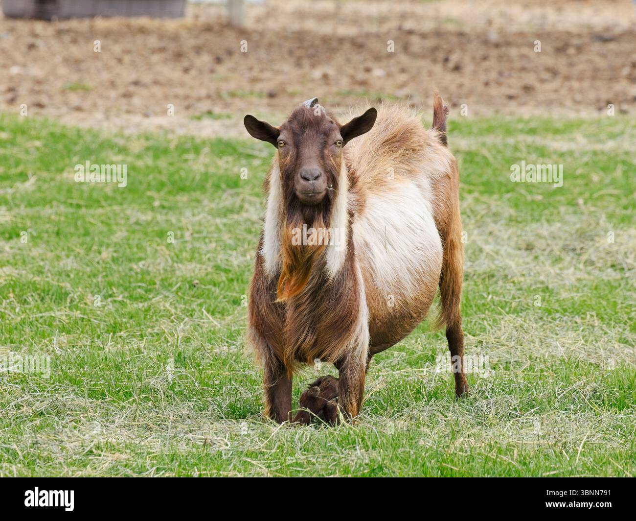 Une chèvre brune se dresse dans le pâturage herbeux près de Colville, Washington. Banque D'Images
