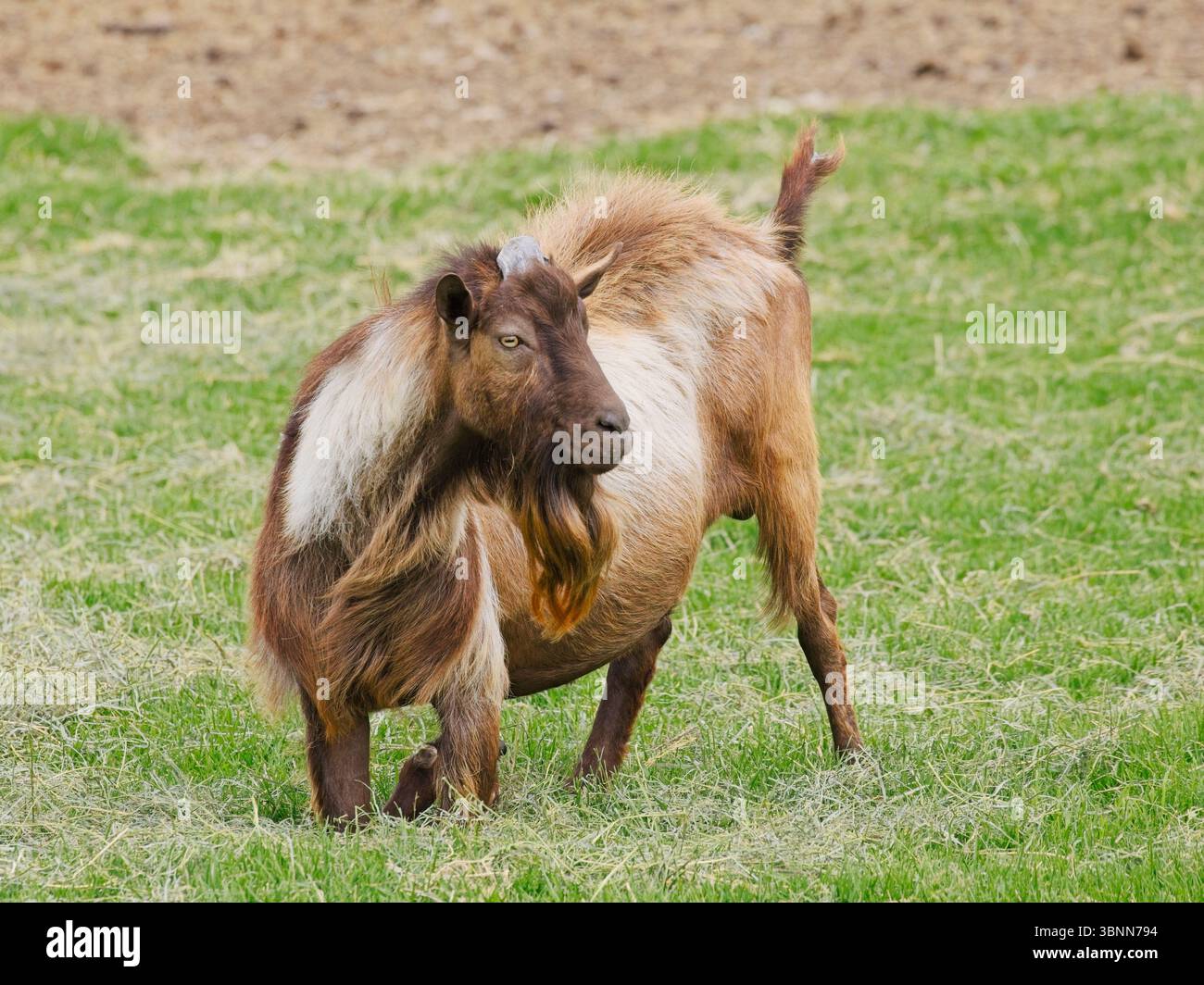 Une chèvre brune se dresse dans le pâturage herbeux près de Colville, Washington. Banque D'Images