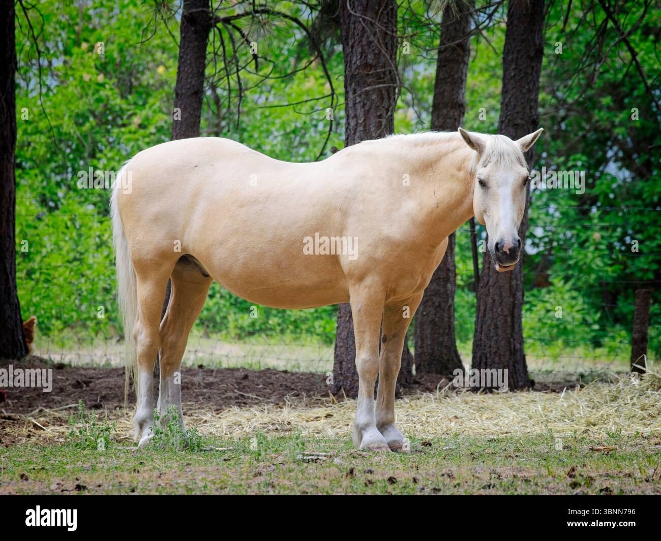 Un beau cheval brun clair se dresse dans un petit champ dans le nord-est de Washington. Banque D'Images