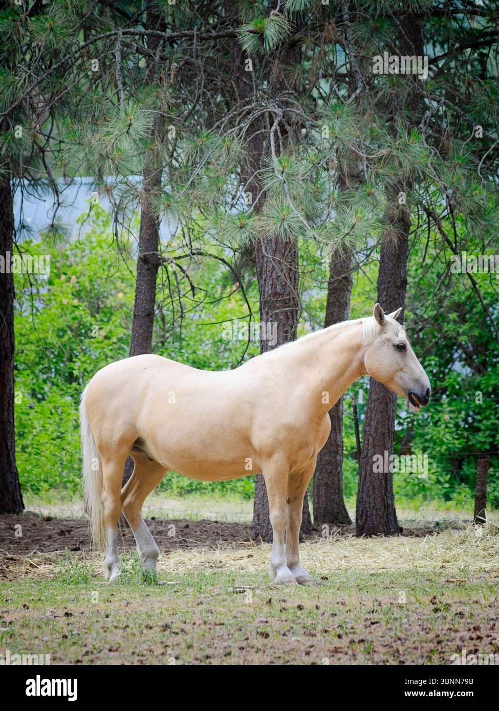 Un beau cheval brun clair se dresse dans un petit champ dans le nord-est de Washington. Banque D'Images
