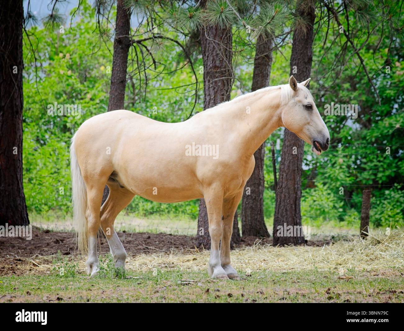 Un beau cheval brun clair se dresse dans un petit champ dans le nord-est de Washington. Banque D'Images