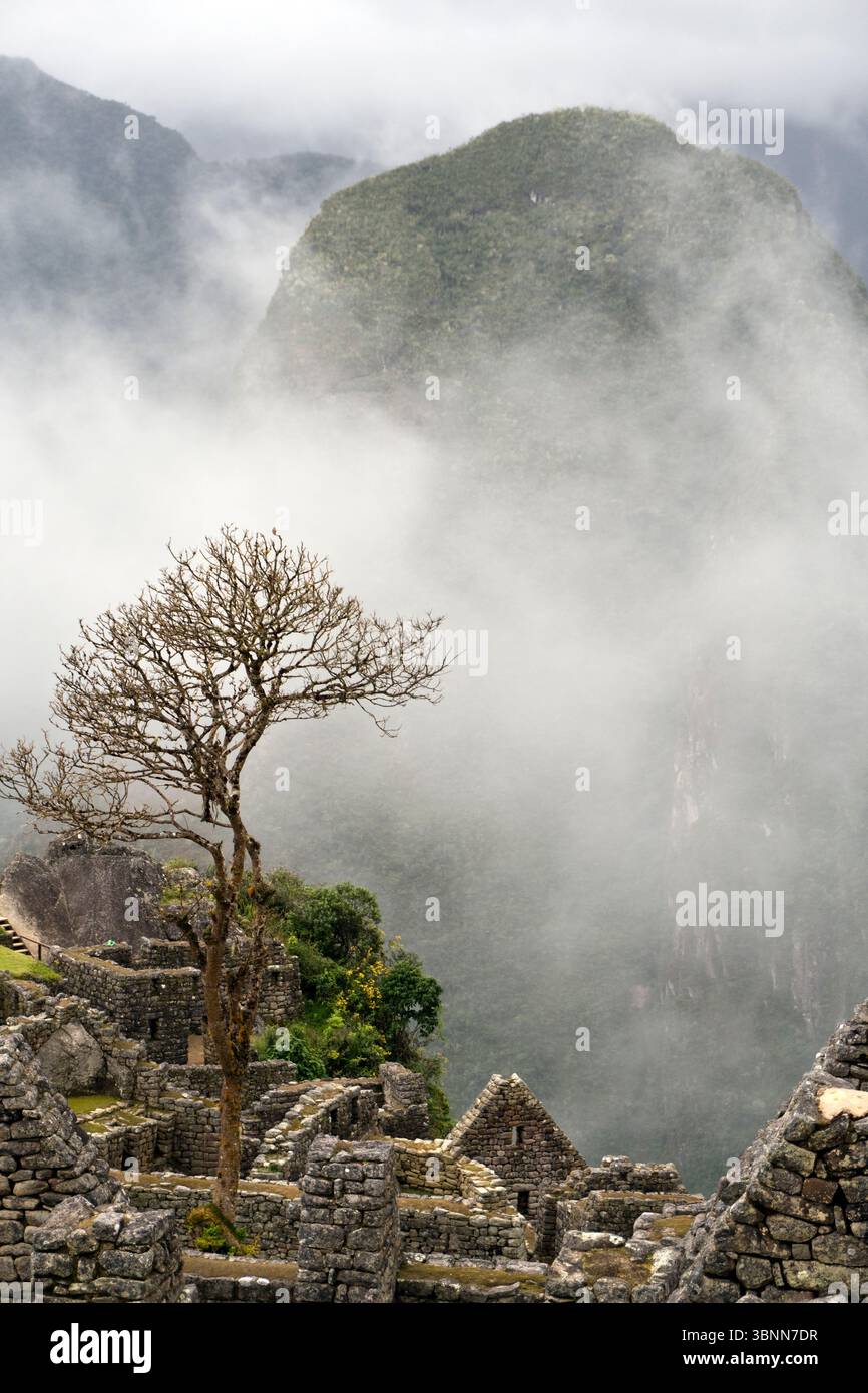 Un arbre pousse dans les ruines de pierre du Machu Picchu, la citadelle inca du XVe siècle au Pérou qui est souvent appelée la « Cité perdue des Incas ». Banque D'Images