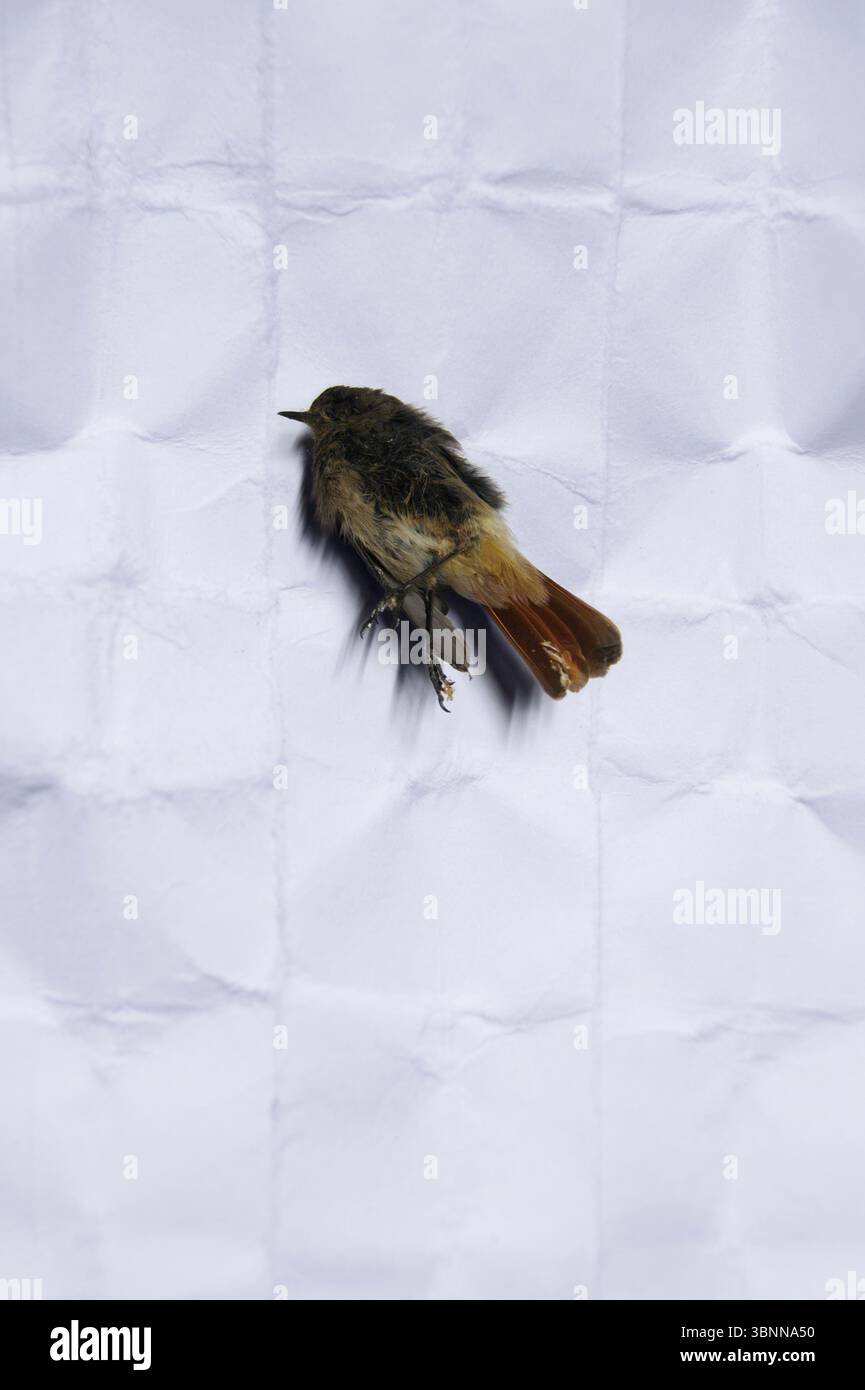 Un oiseau mort sur un papier plié, rouge noir, rouge commun, Phoenicurus ochruros Banque D'Images