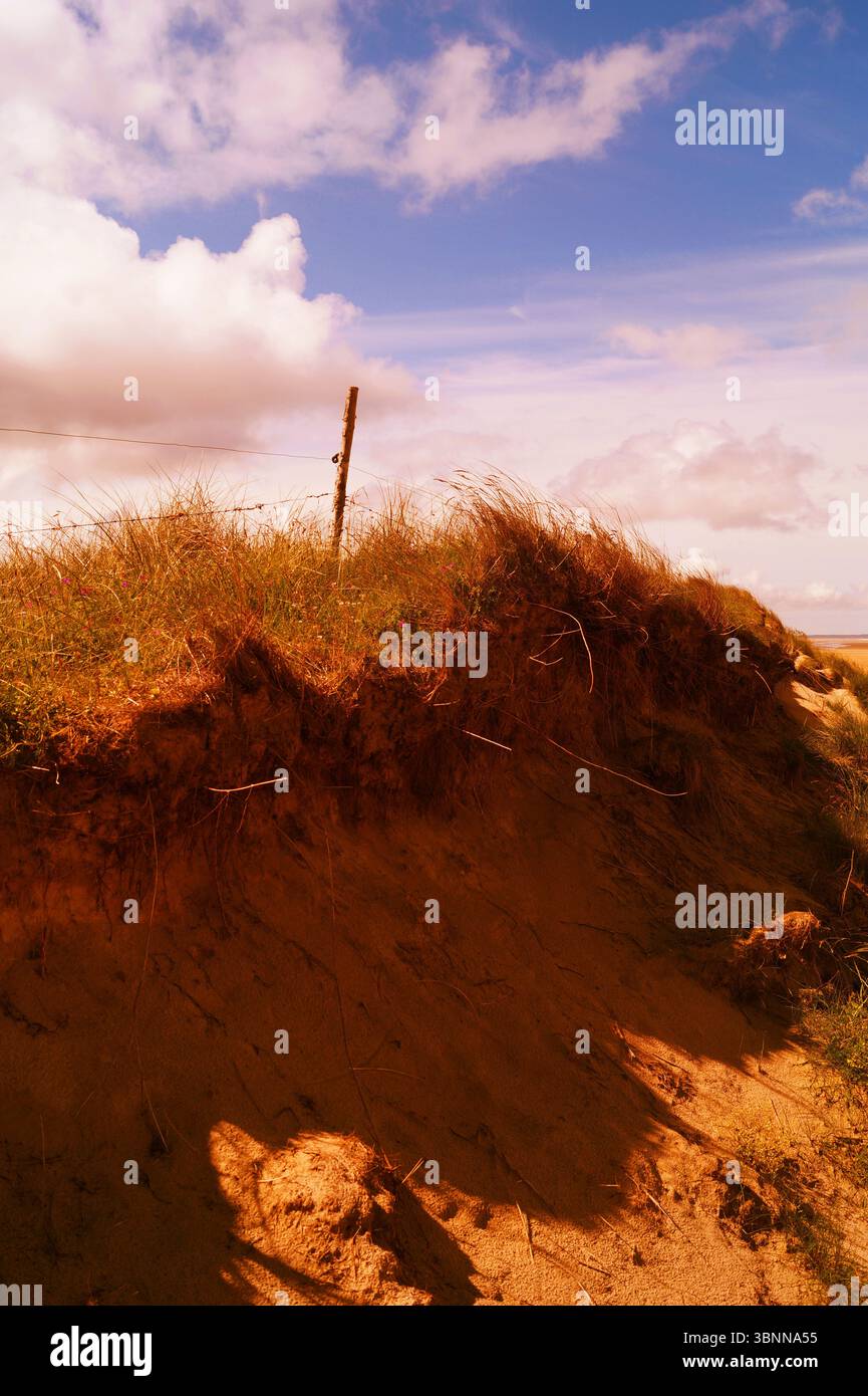 Dune couverte d'herbe et clôture dans le soleil jaune Banque D'Images