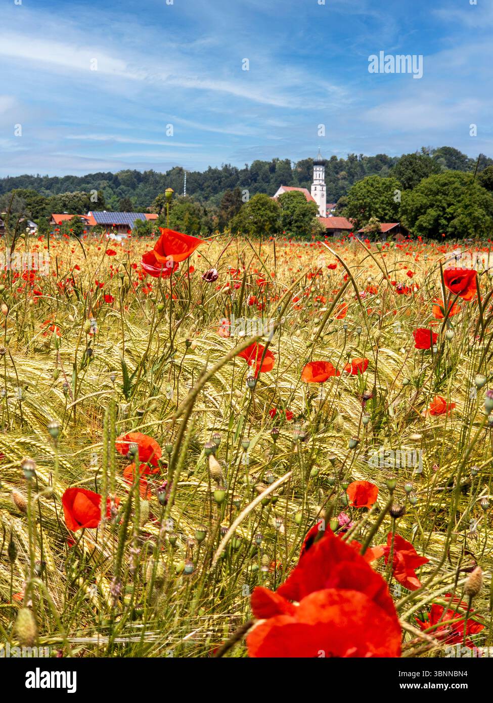 Champ de céréales avec coquelicots rouges près de Pähl, haute-Bavière, Bavière, Allemagne, Europe Banque D'Images