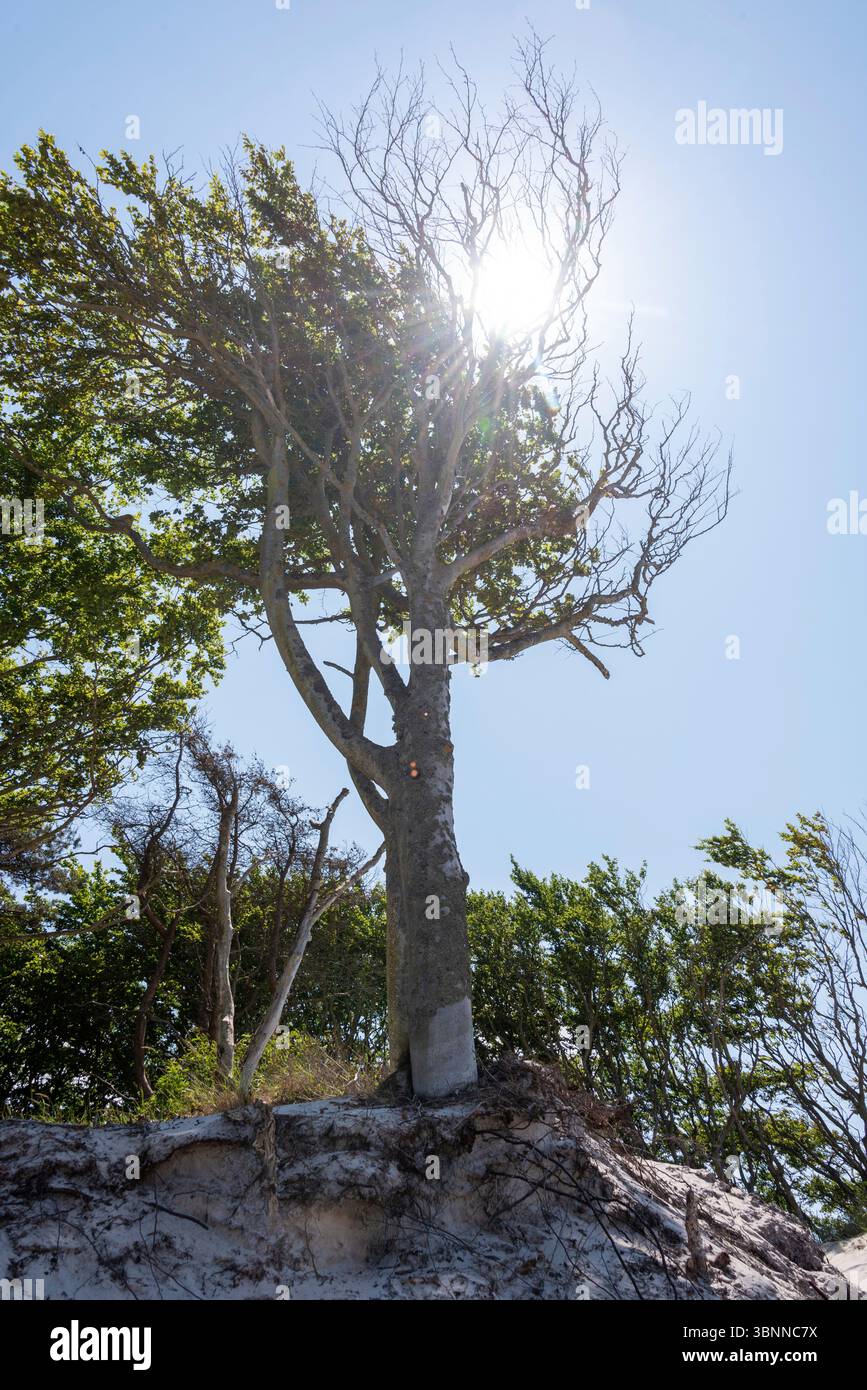 Le hêtre autonome défie le vent et l'érosion sur le bord de la plage de Weststrand près de Prerow, Mecklembourg-Poméranie occidentale, Allemagne Banque D'Images