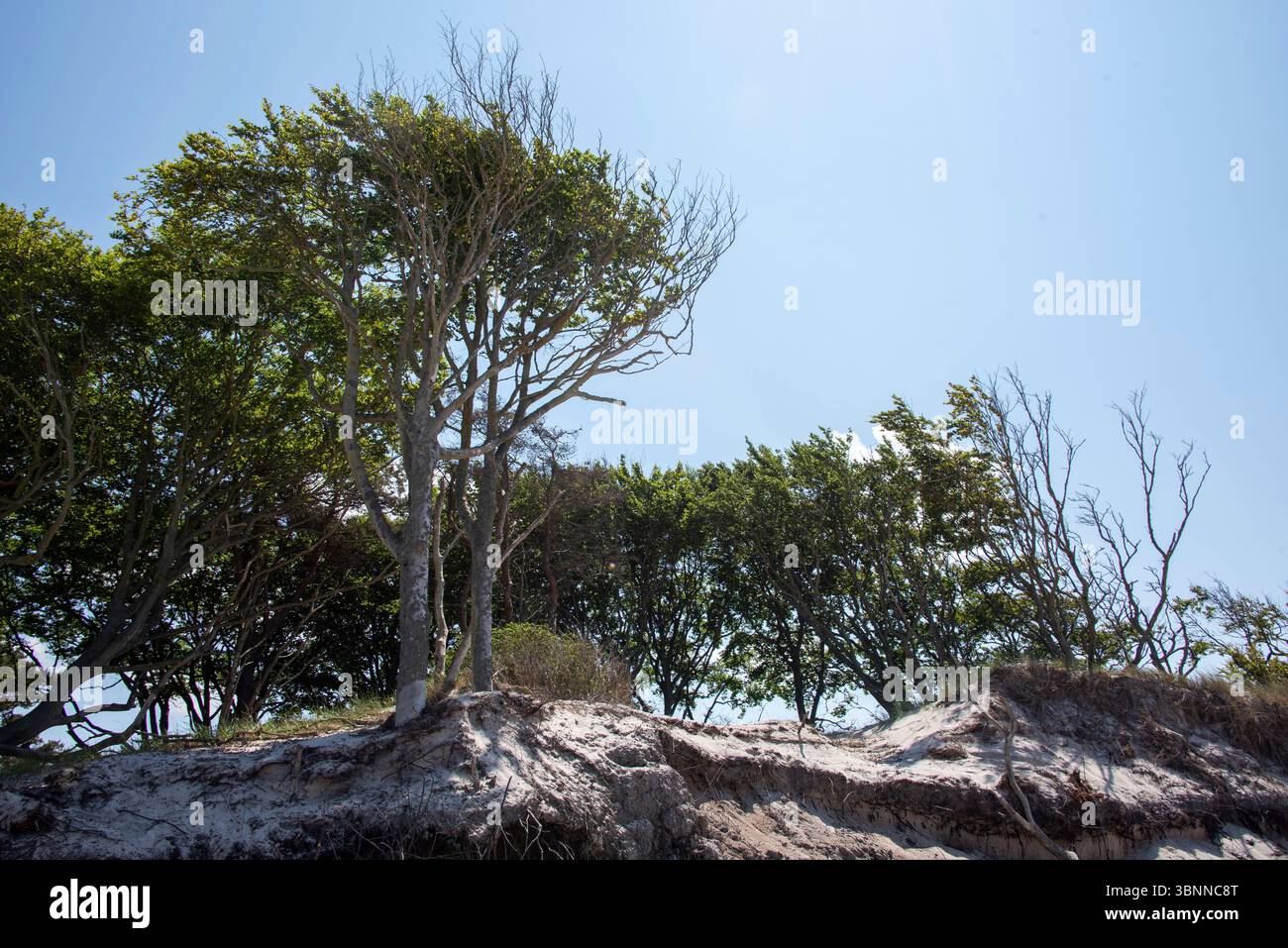 Les hêtres sur pied défient le vent et l'érosion sur le bord de la plage Weststrand près de Prerow, Mecklenburg-Poméranie occidentale, Allemagne Banque D'Images