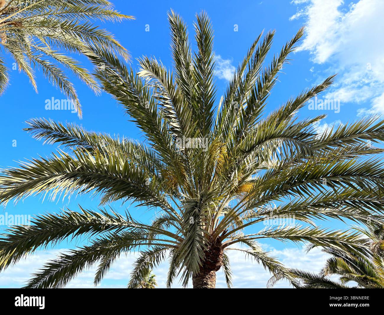 Frondes de palmiers atteignant un ciel bleu vif avec des nuages éparpillés par une journée ensoleillée. Banque D'Images Frondes de palmiers atteignant un ciel bleu vif avec des nuages éparpillés par une journée ensoleillée. Banque D'Images