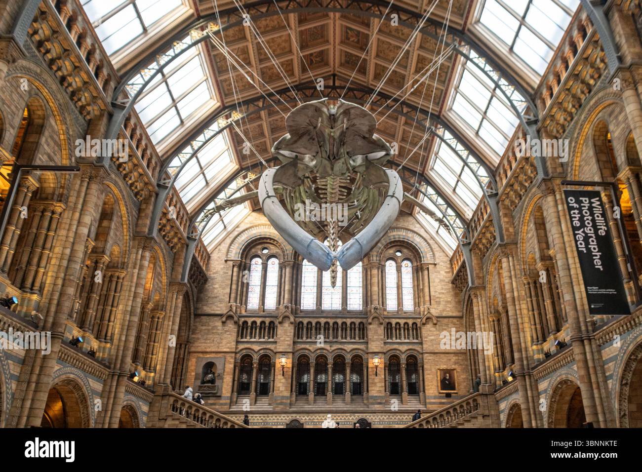 Squelette d'une baleine bleue (Balaenoptera musculus) dans la grande salle du London Natural History Museum. Banque D'Images