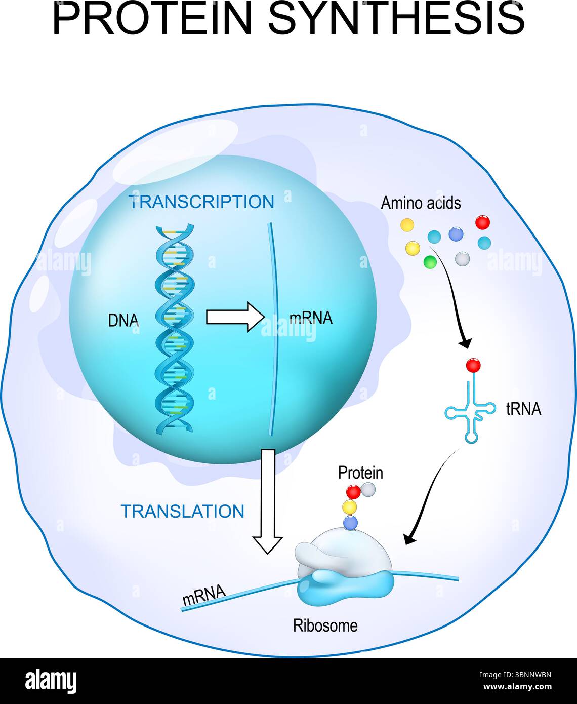 Synthèse protéique dans le ribosome. Transcription et traduction de l'ADN. Les ribosomes décodeurs d'ARNm. Affiche vectorielle détaillée Illustration de Vecteur