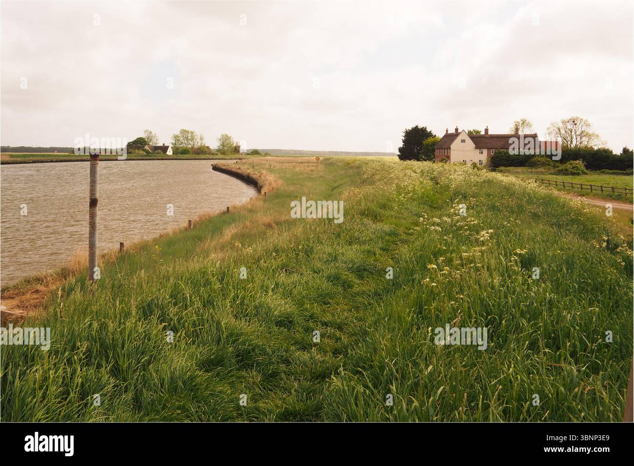 En regardant le long de la Berney Arms, vous rejoindrez les sentiers Wherryman's Way et Weaver's Way jusqu'à deux propriétés riveraines, Norfolk, Angleterre, Royaume-Uni Banque D'Images