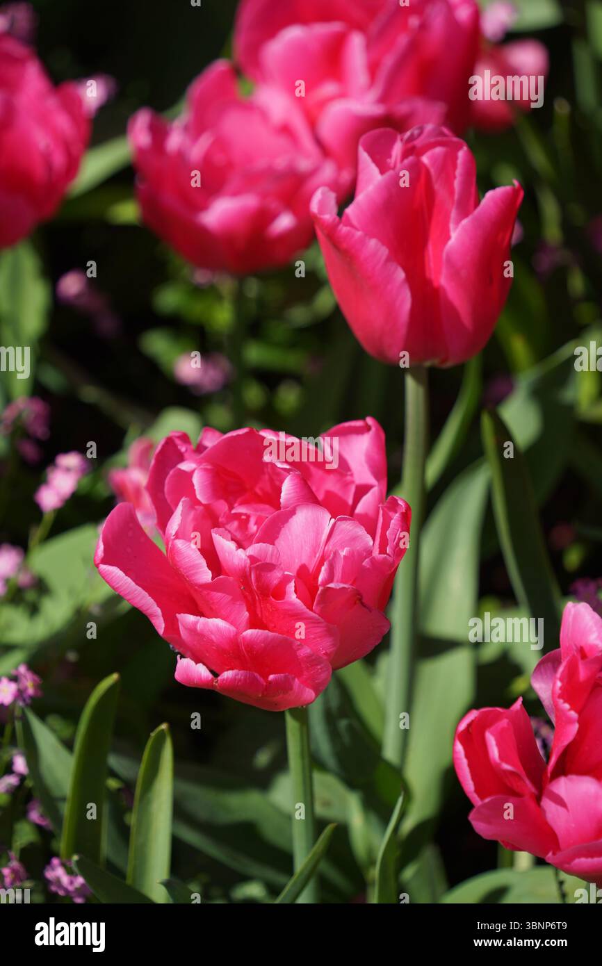 Tulipes colorées dans Butchart Gardens à Brentwood Bay sur l'île de Vancouver, Canada Banque D'Images