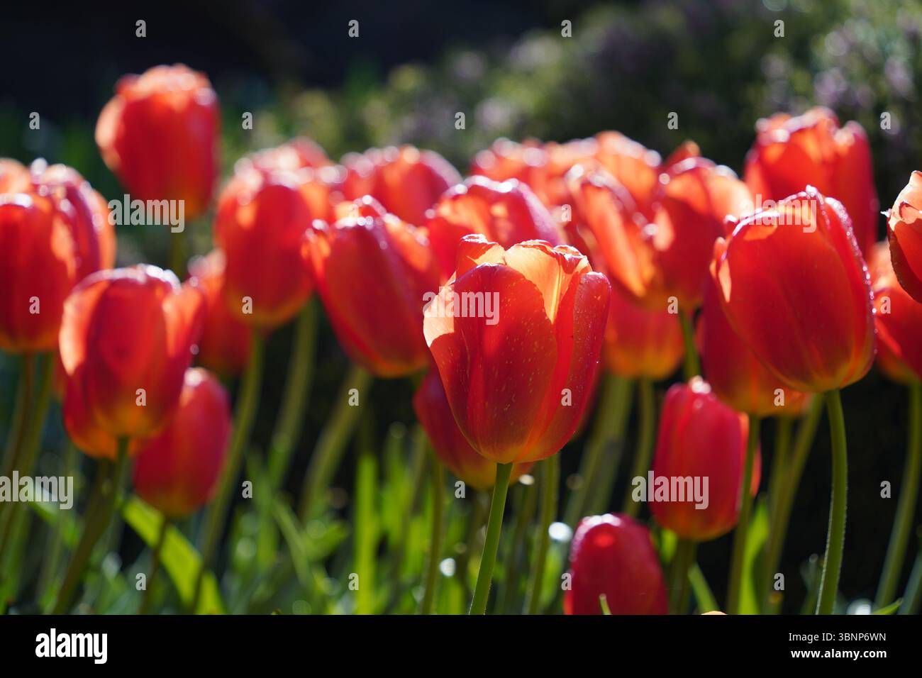 Tulipes colorées dans Butchart Gardens à Brentwood Bay sur l'île de Vancouver, Canada Banque D'Images