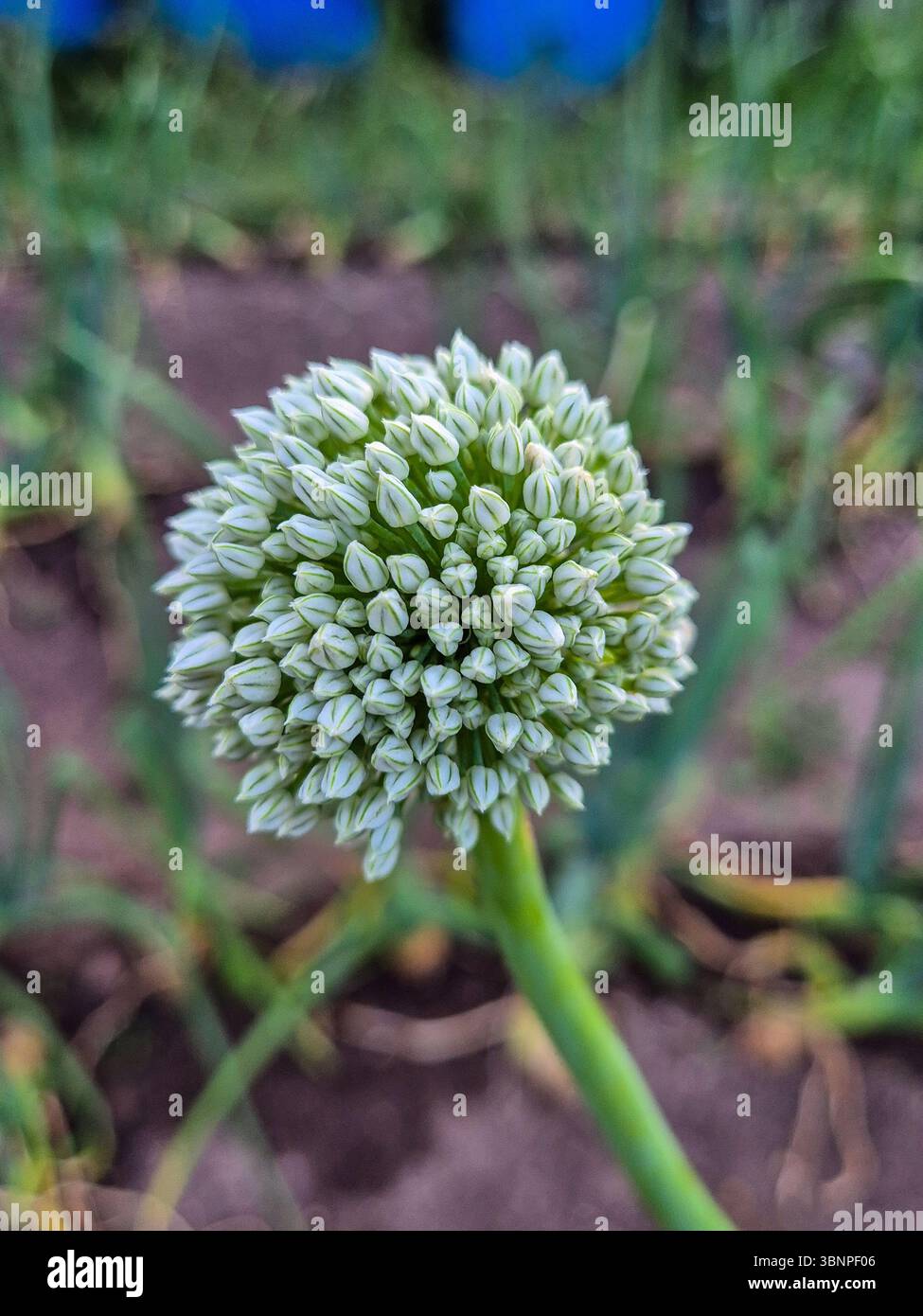 Fleur d'oignon fleurissent dans un jardin. Banque D'Images